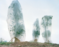 Forest (6) Forest (6)