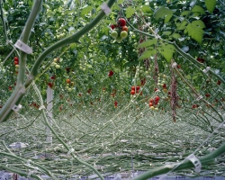 Tomatoes 1, 2012 Tomatoes 1, 2012