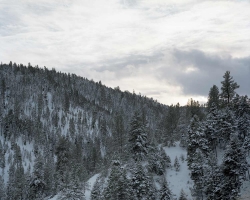 Oregon Trees