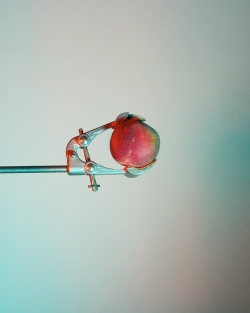 Peach 13