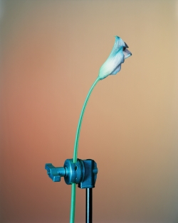 Flowers 4