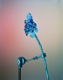 Flowers 3