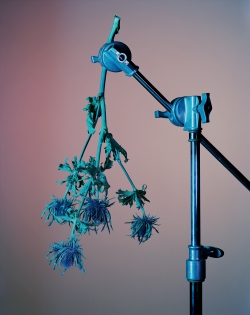 Flowers 1