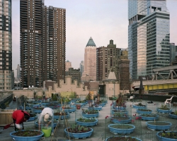 Hell's Kitchen Rooftop Farm Hell's Kitchen Rooftop Farm