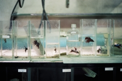 Siamese Fighting Fish Siamese Fighting Fish